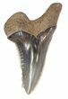 Fossil Hemipristis Shark Tooth - Maryland #42538-1